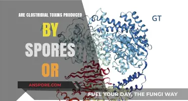 Clostridial Toxins: Are They Produced by Spores or Vegetative Cells?