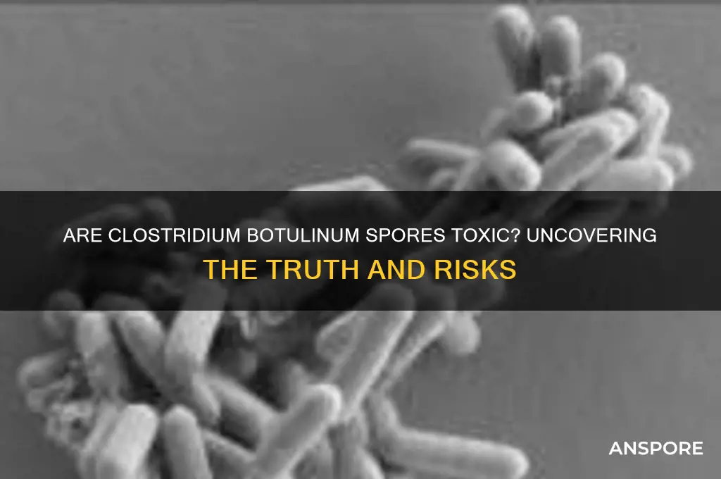 are clostridium botulinum spores toxic