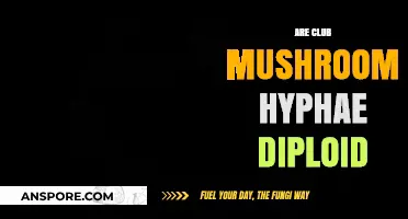 Hyphae Ploidy: Club Mushroom Mystery