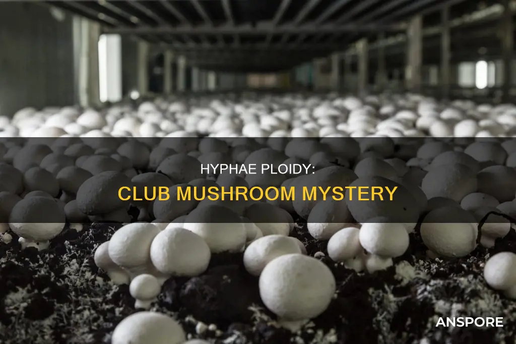 are club mushroom hyphae diploid
