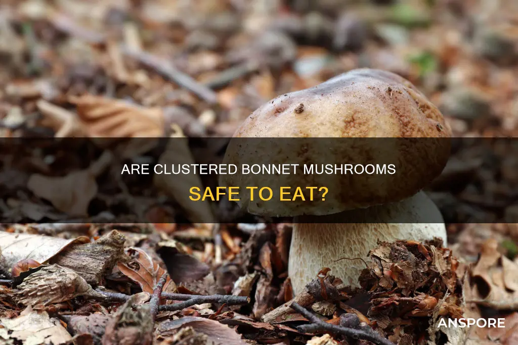 are clustard bonnet mushrooms safe