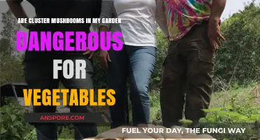 Cluster Mushrooms in Gardens: Are They Harmful to Vegetables?