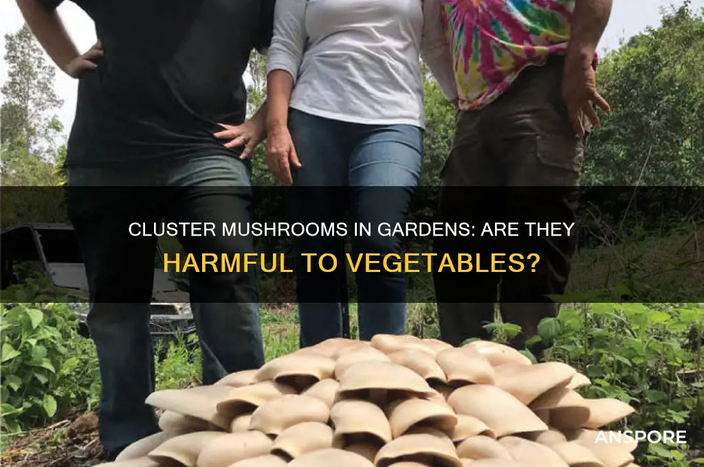 are cluster mushrooms in my garden dangerous for vegetables
