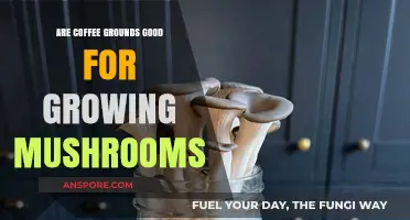 Can Coffee Grounds Boost Mushroom Growth? A Gardening Guide