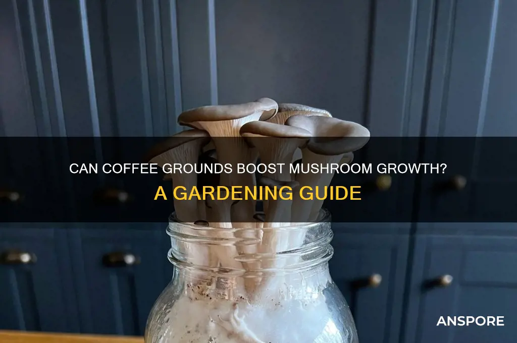 are coffee grounds good for growing mushrooms