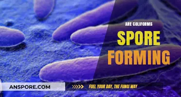 Are Coliforms Spore-Forming? Unraveling the Truth About These Bacteria