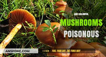 Bright or Deadly? Unveiling the Truth About Colorful Mushrooms