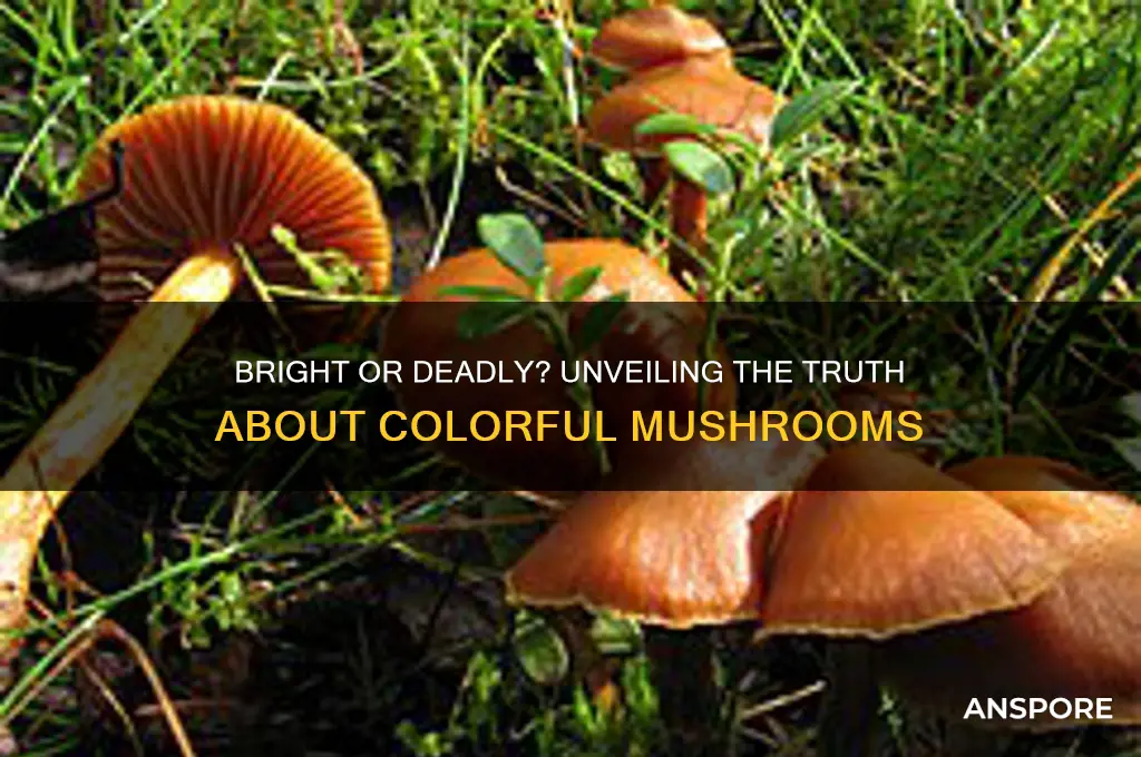 are colorful mushrooms poisonous