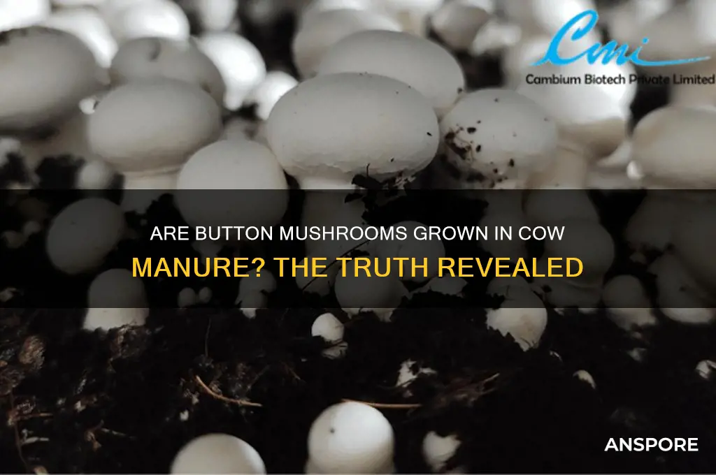 are commercial button mushrooms grown in cow poop