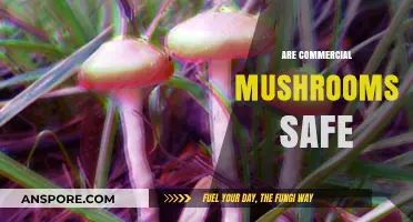 Mushroom Mystery: Are Commercial Mushrooms Safe to Eat?