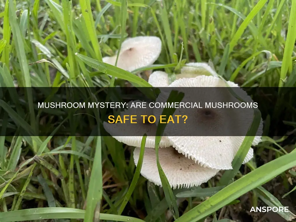 are commercial mushrooms safe