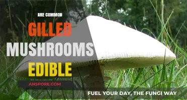 Are Common Gilled Mushrooms Edible? A Forager's Safety Guide
