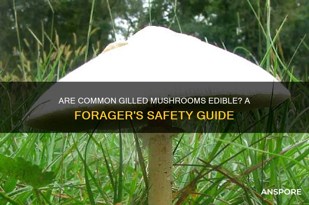 are common gilled mushrooms edible