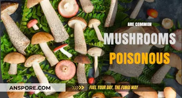 Are Common Mushrooms Poisonous? Unveiling the Truth About Edible Fungi