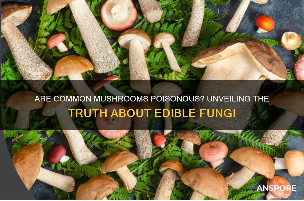 are common mushrooms poisonous