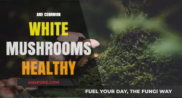 White Mushrooms: Super Healthy or Super-Toxic?