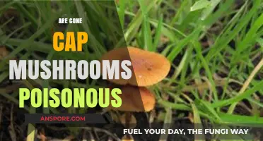 Are Cone Cap Mushrooms Poisonous? A Comprehensive Guide to Safety