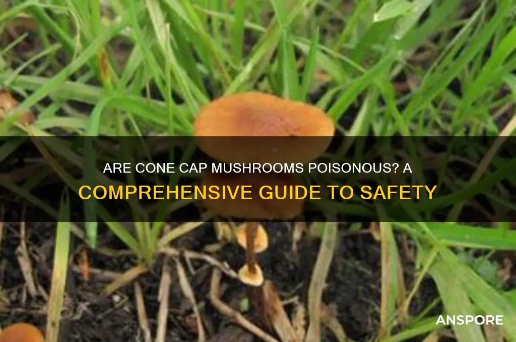 are cone cap mushrooms poisonous