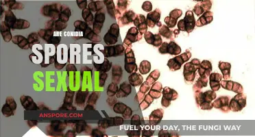 Are Conidia Spores Sexual? Unraveling Fungal Reproduction Mysteries