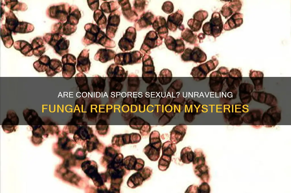 are conidia spores sexual