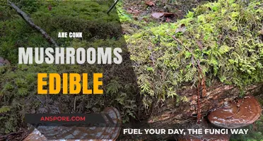 Are Conk Mushrooms Edible? Exploring Safety and Culinary Potential
