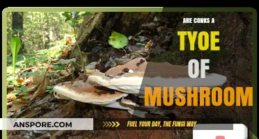 Are Conks Mushrooms? Unveiling the Truth About These Unique Fungi