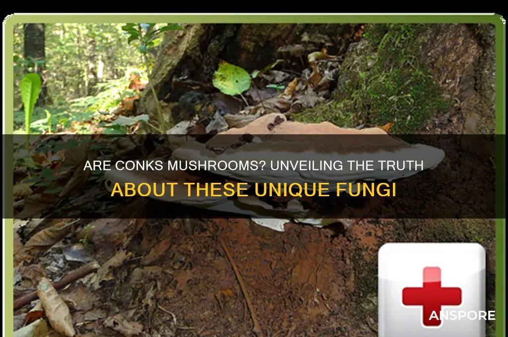 are conks a tyoe of mushroom