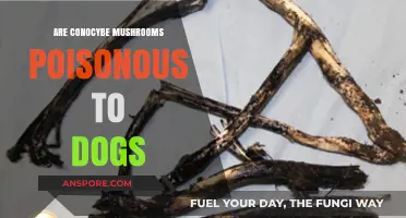 Conocybe Mushrooms and Dogs: Are They a Toxic Threat?
