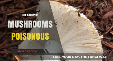 Are Conocybe Mushrooms Poisonous? A Comprehensive Guide to Their Toxicity