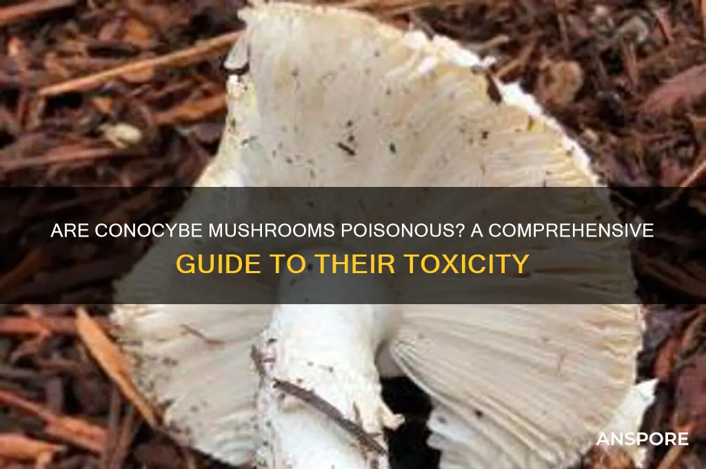 are conocybe mushrooms poisonous
