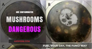 Mushroom Contamination: What's the Real Danger?