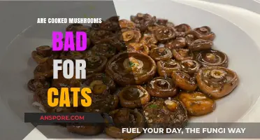 Cooked Mushrooms and Cats: Are They a Safe Treat?