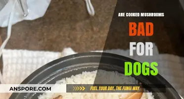 Can Dogs Eat Cooked Mushrooms? Safety Tips for Pet Owners