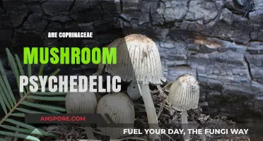 Coprinaceae Mushrooms: Psychedelic or Not?