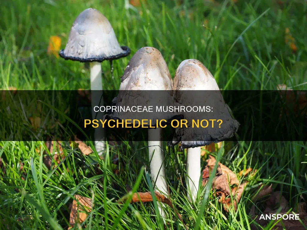are coprinaceae mushroom psychedelic