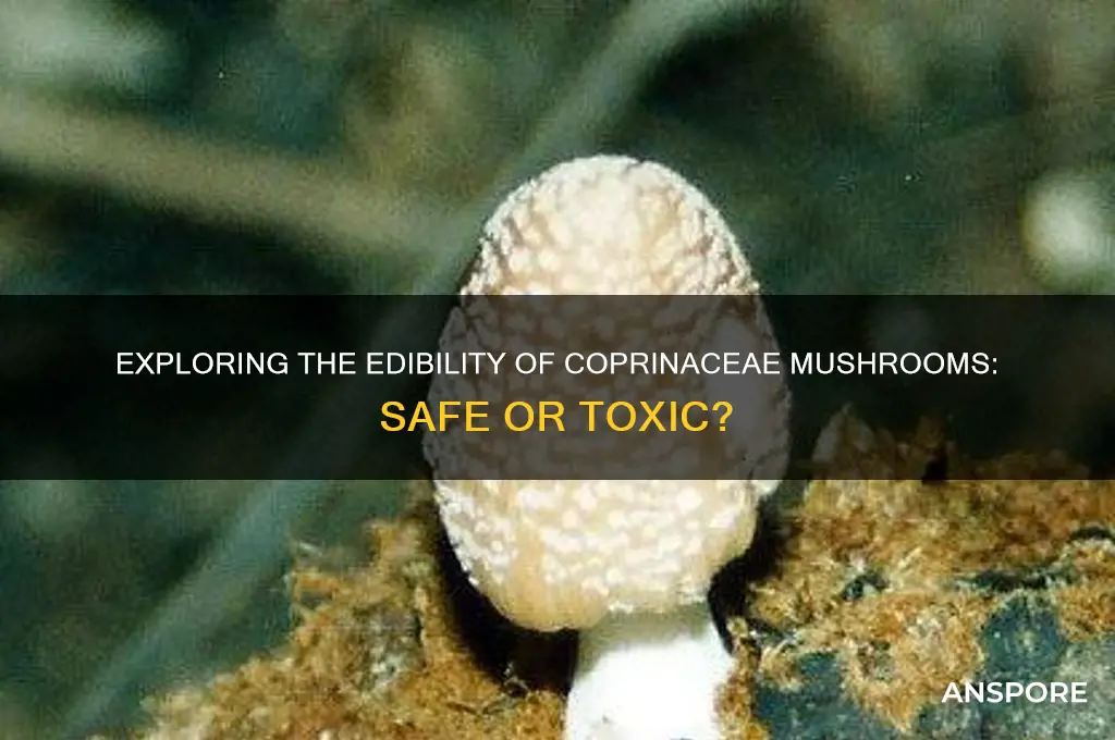 are coprinaceae mushrooms edible