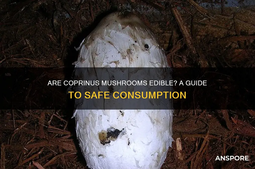 are coprinus mushrooms edible