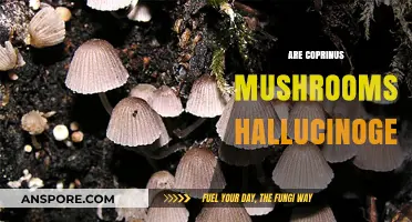 Coprinus Mushrooms: Hallucinogenic or Not?