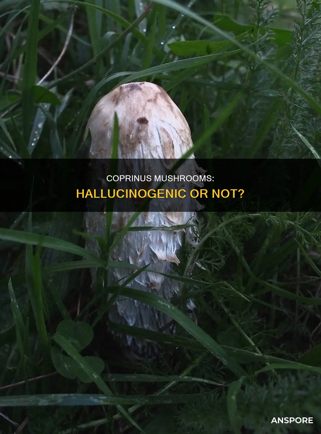 are coprinus mushrooms hallucinogenic