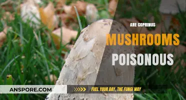 Are Coprinus Mushrooms Poisonous? Unveiling the Truth About Inky Caps