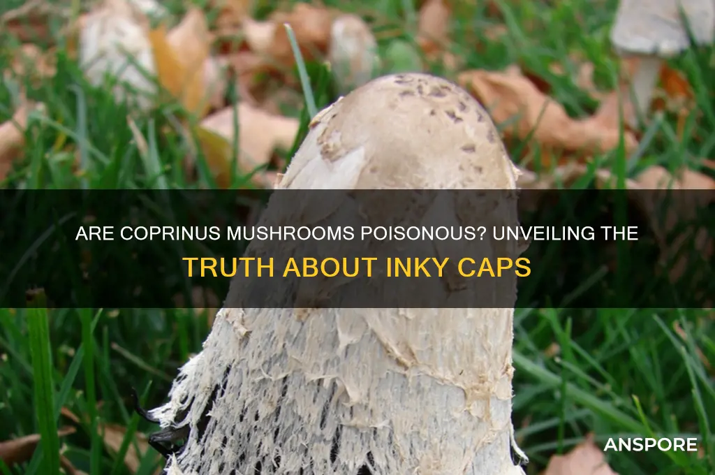 are coprinus mushrooms poisonous
