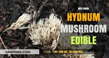 Are Coral Hydnum Mushrooms Edible? A Tasty Forest Find Guide