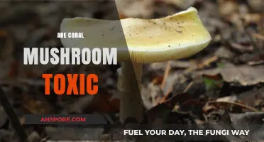 Coral Mushrooms: Toxic Beauty or Safe Treat?
