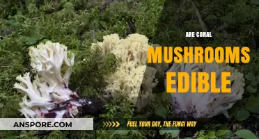 Are Coral Mushrooms Edible? A Guide to Safe Foraging