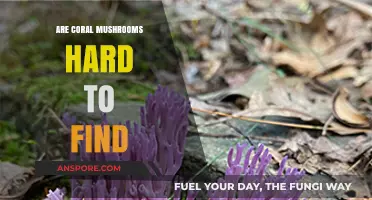 Discovering Coral Mushrooms: Are They Truly Elusive in the Wild?