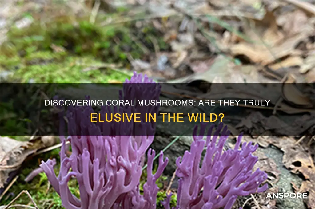 are coral mushrooms hard to find