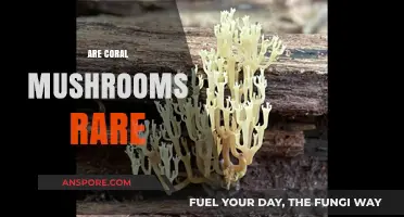 Coral Mushrooms: A Rare and Beautiful Find