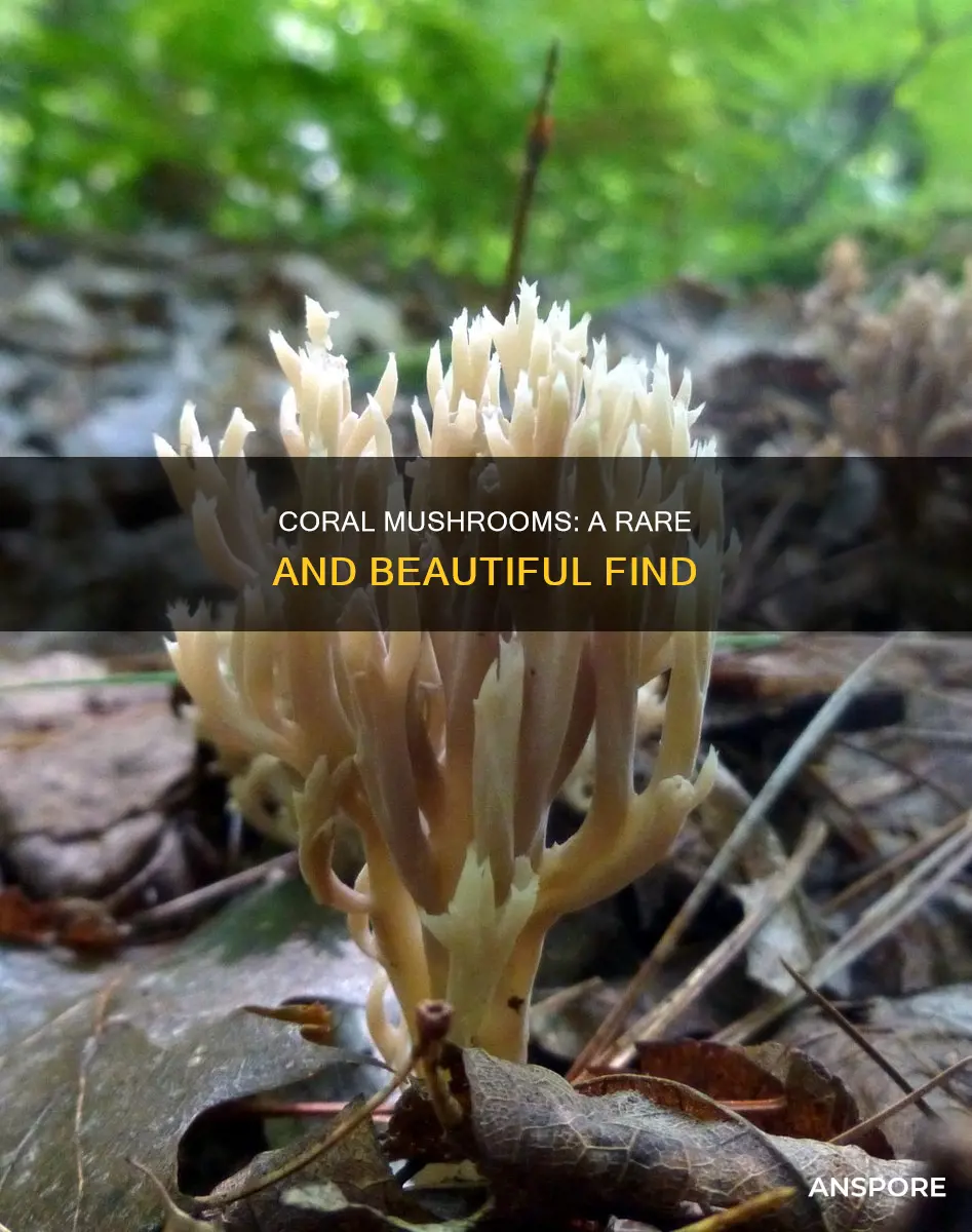 are coral mushrooms rare