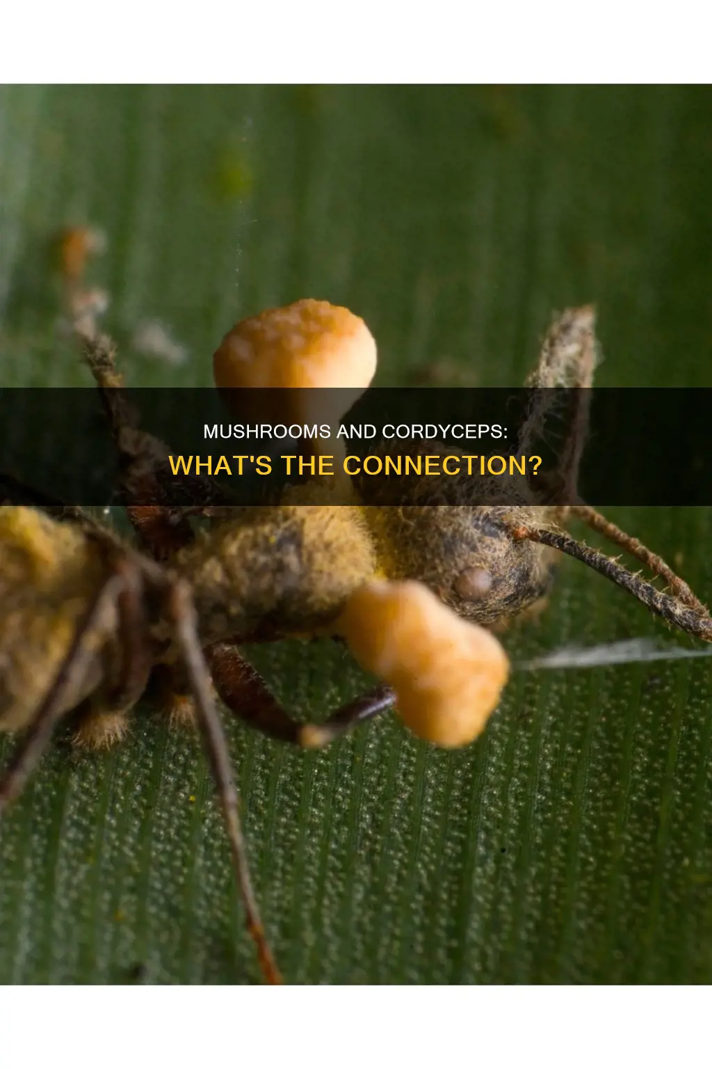 are cordiceps found in mushrooms