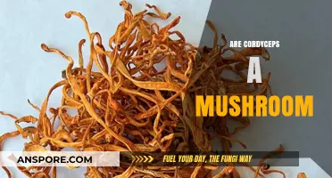 Cordyceps: Friend or Fungus?